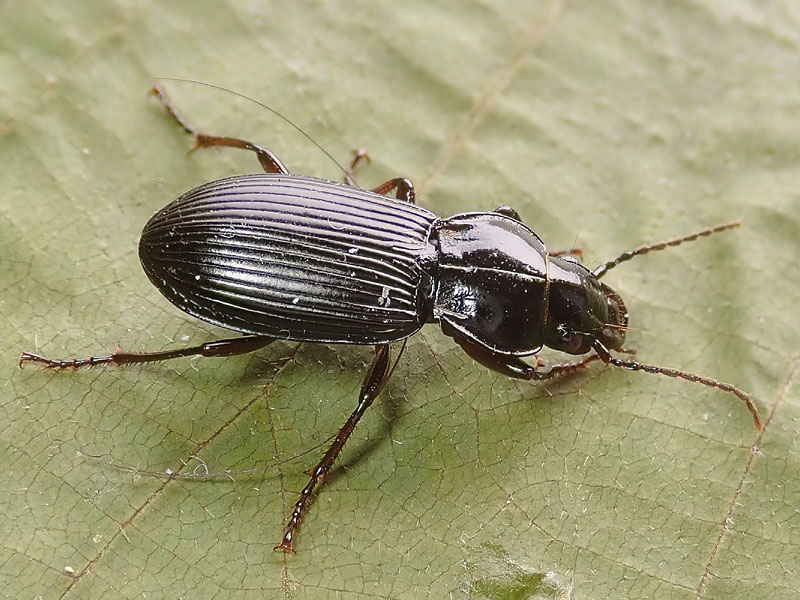 Carabidae: Pterostichus melanarius